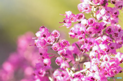 蘭の花のようにも見えるエリカの花たち