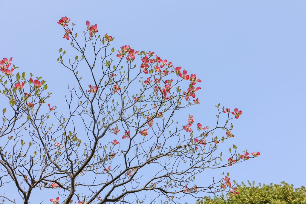 桜の次の春
