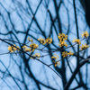 林の中で　黄色く咲く山茱萸