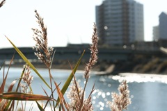 浦安境川　ヨシが色づく川辺の秋