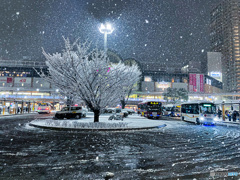 今日は雪　千葉浦安が雪国に