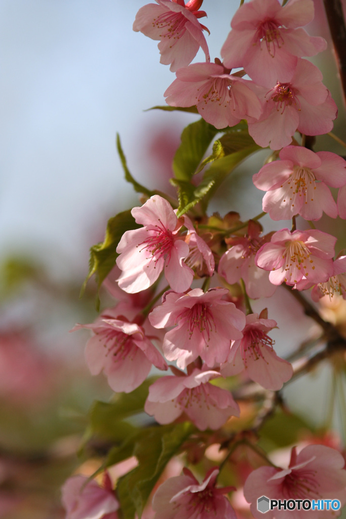 河津桜×思い出のレンズ　200 F2.8 L