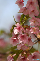 河津桜×思い出のレンズ　200 F2.8 L