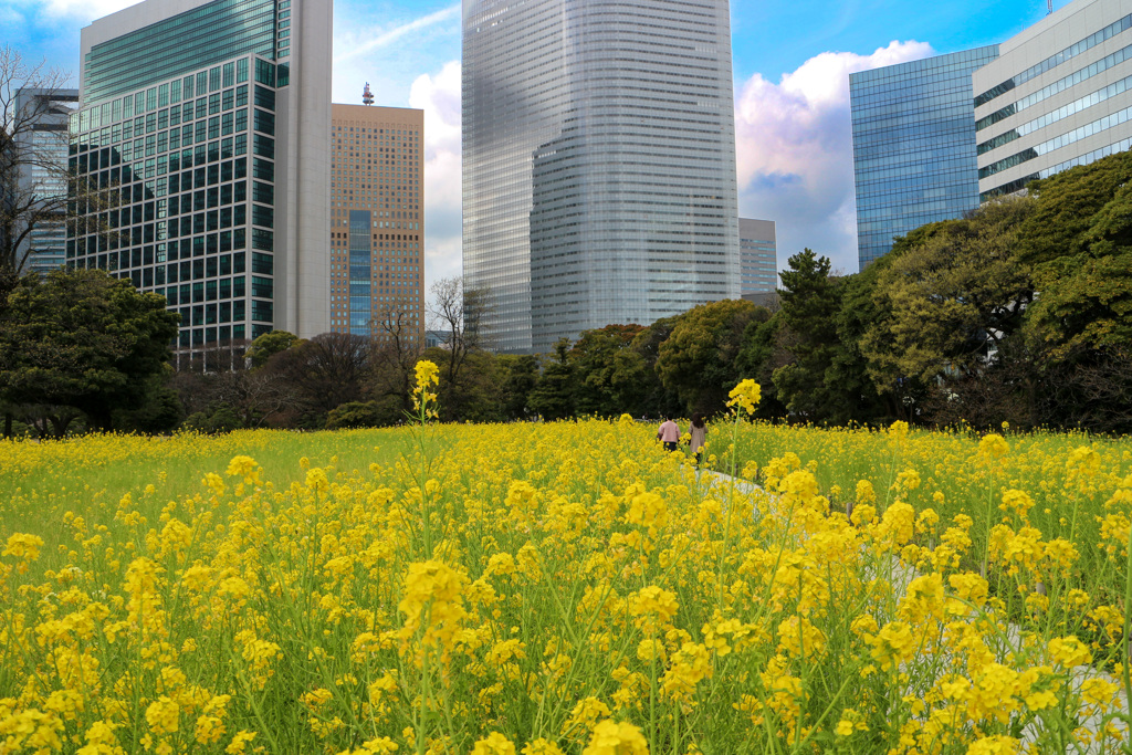 大都会の菜の花畑　浜離宮にて３