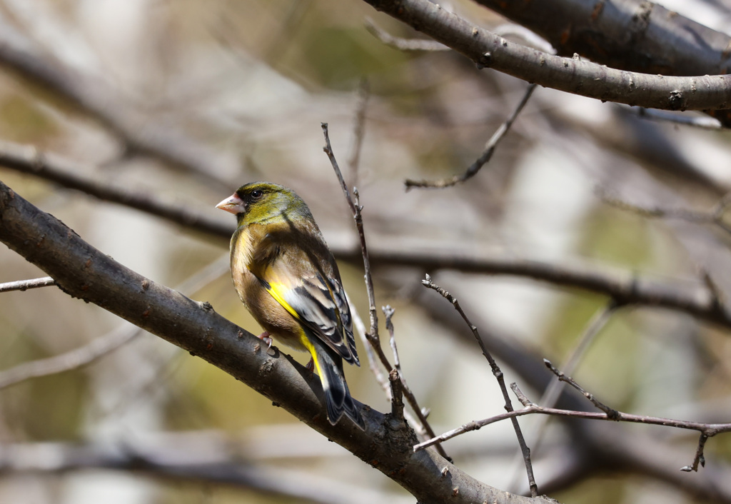 カワラヒワと出会いました。その2