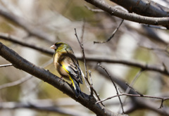 カワラヒワと出会いました。その2