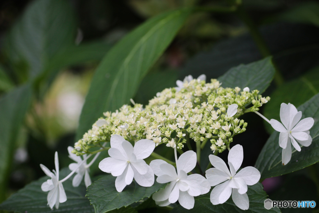 白い清楚な額紫陽花