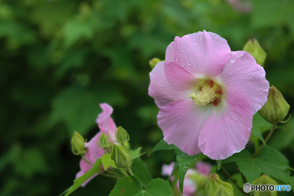 雨に濡れ咲く　芙蓉の花