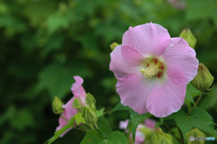 雨に濡れ咲く　芙蓉の花