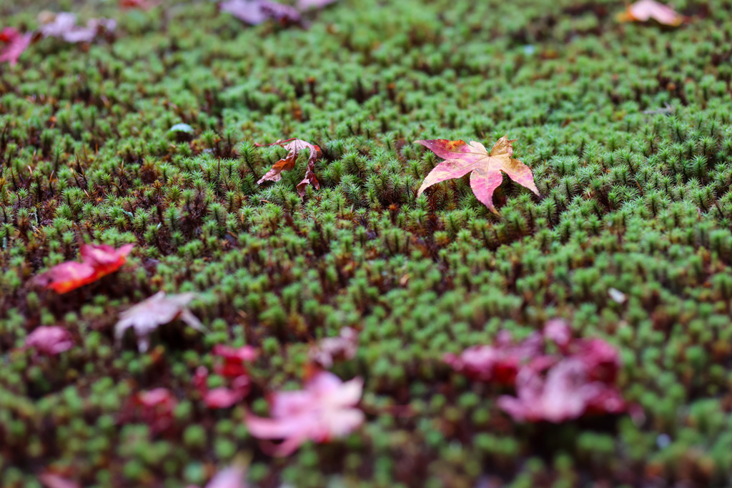 苔と紅葉＠南禅院