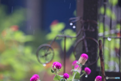 新しいカメラ　なのに雨