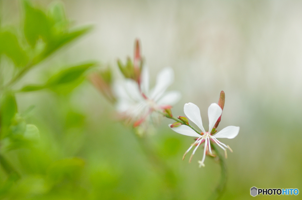 4枚花弁の涼しげな可愛い花　その2