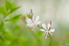 4枚花弁の涼しげな可愛い花　その2