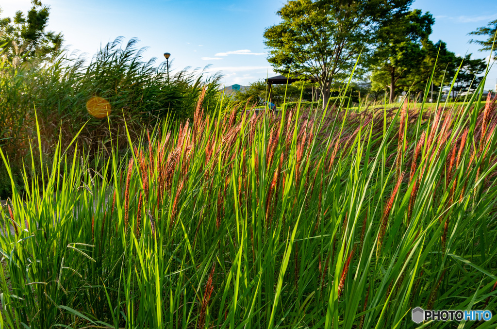 ビオトープの赤い稲穂　秋の訪れ