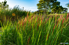 ビオトープの赤い稲穂　秋の訪れ