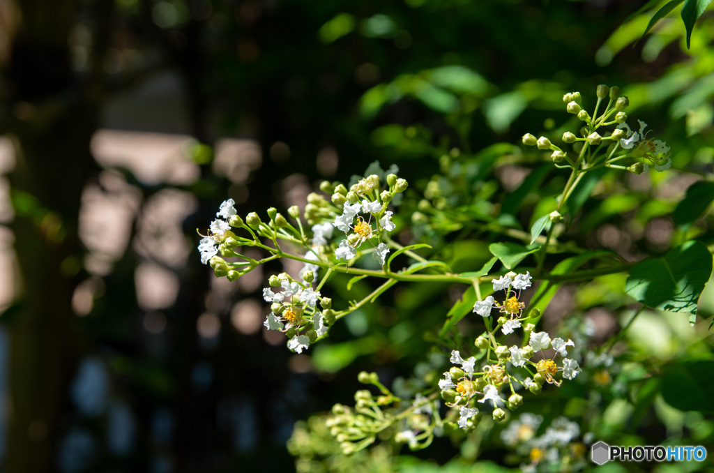 涼しげに咲くシマサルスベリの花