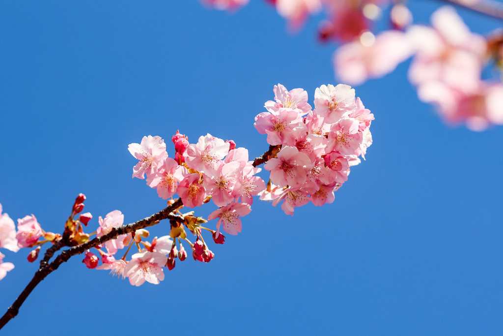 福寿の兆し　右肩上がりの枝ぶりの河津桜に思う