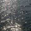カモとオオバンの群れ　水面が星のようにキラキラと