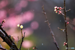 雨中にほころび始めた白梅　紅梅を背景に