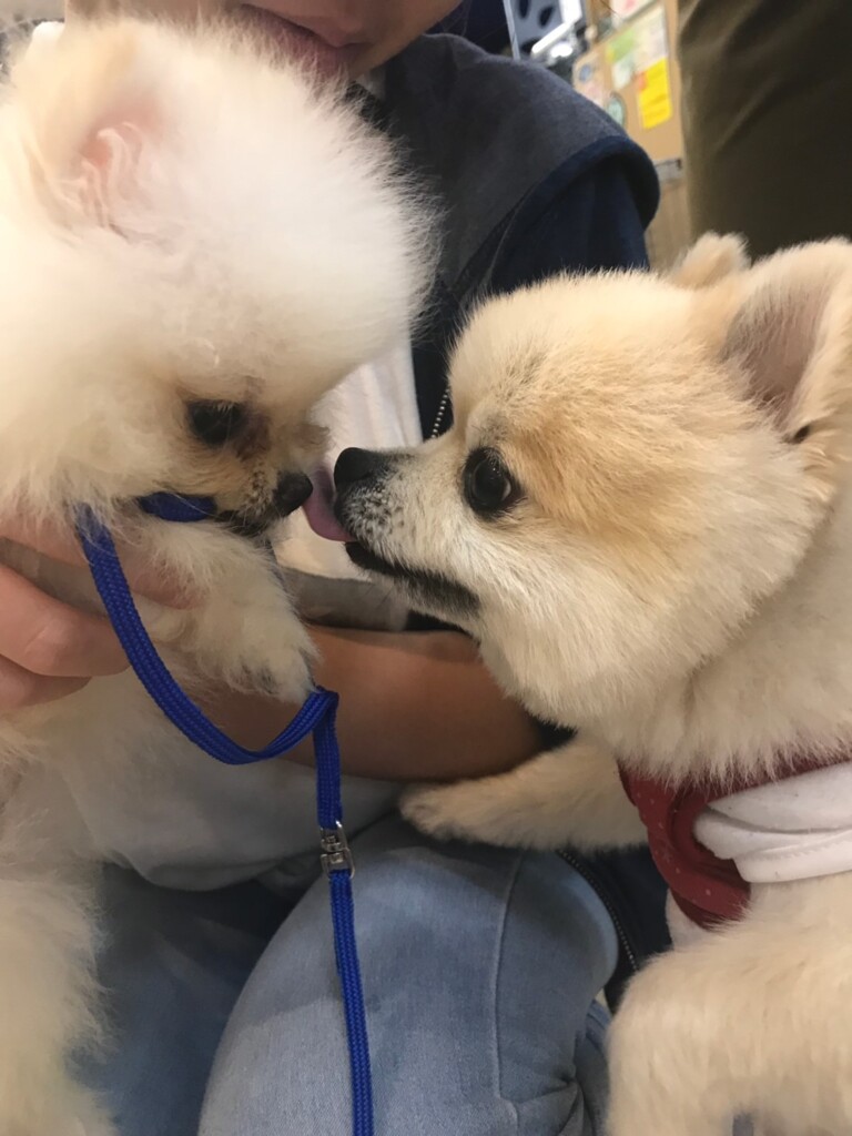 ポメラニアン