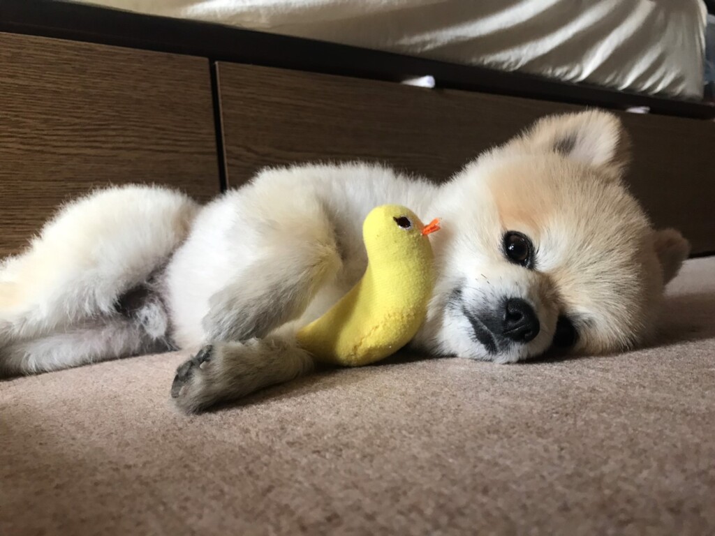 ポメラニアン