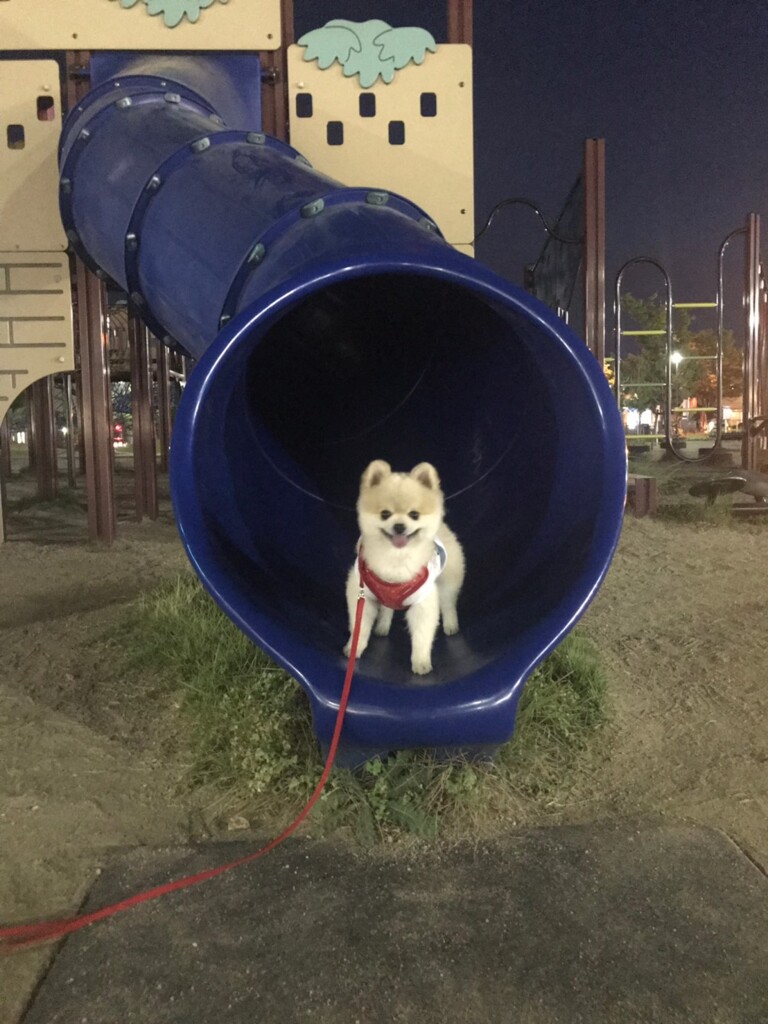 ポメラニアン