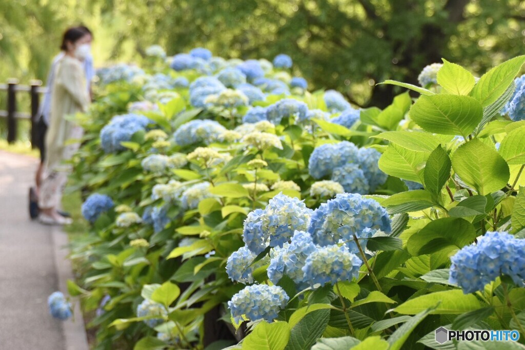 あじさい in中島公園