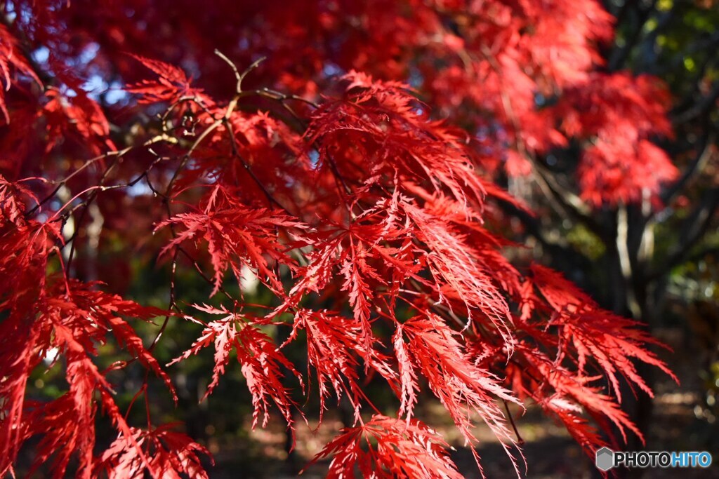 しだれ紅葉