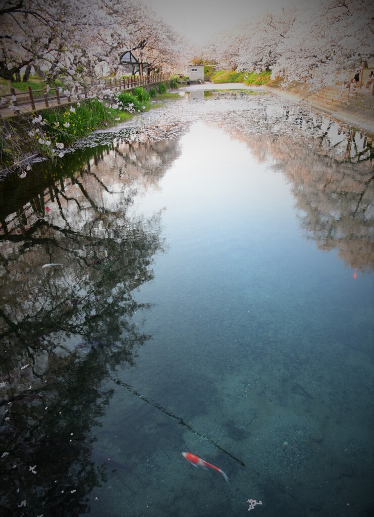 reflection