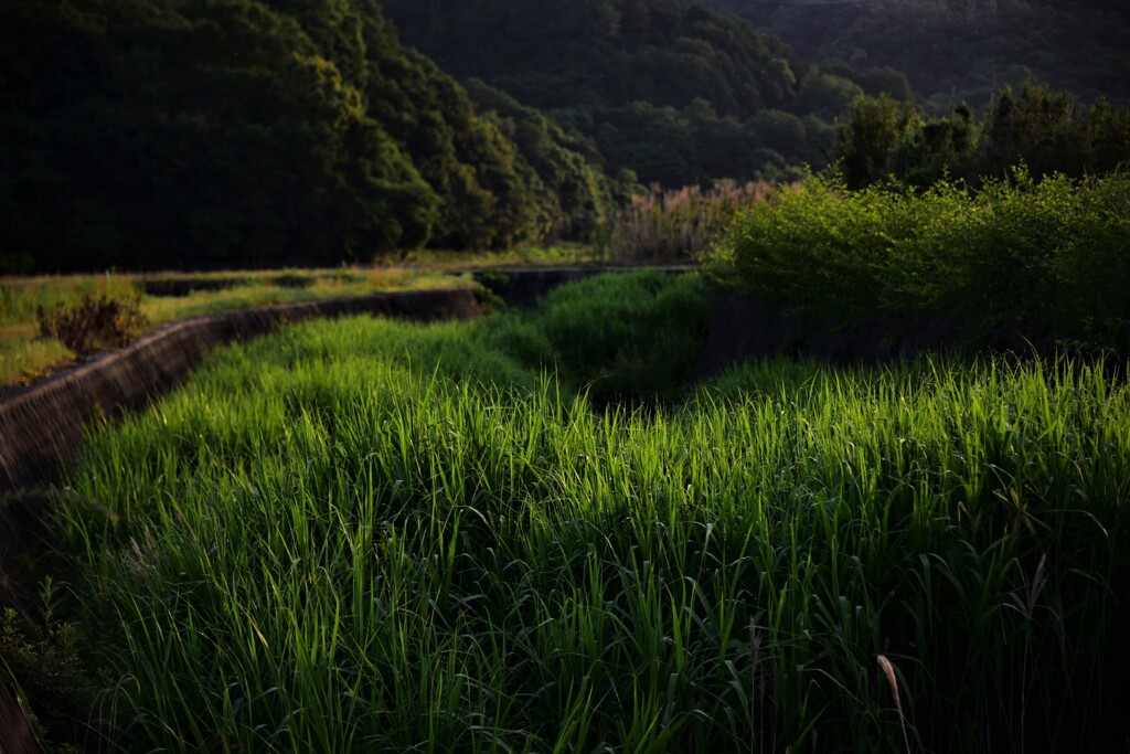 緑深く