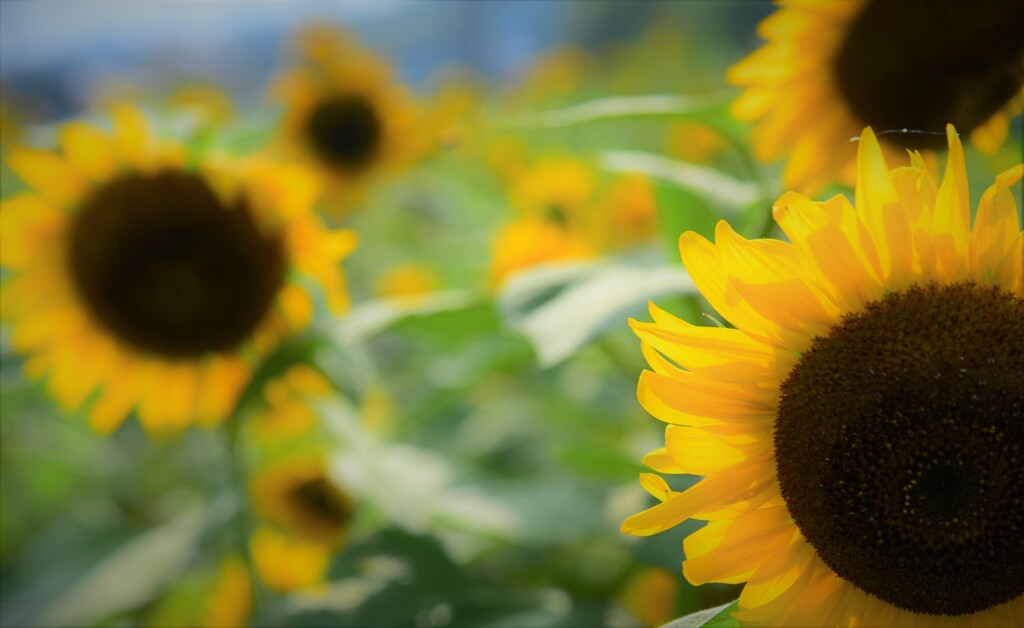 Sunflowers