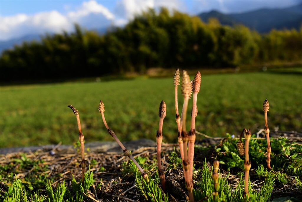 Spring has already come.