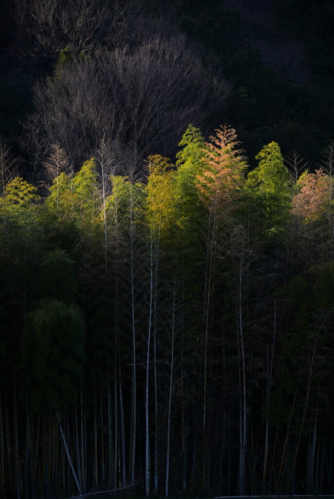 竹林 照る