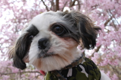 桜とワンコ