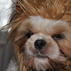 ライオン犬