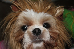 ライオン犬