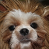 ライオン犬