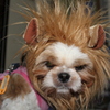 ライオン犬