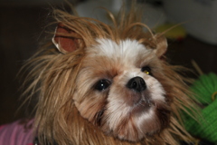 ライオン犬