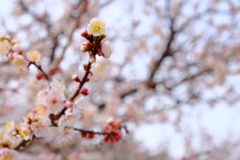 世界の梅公園