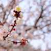 世界の梅公園