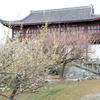 世界の梅公園