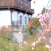 世界の梅公園