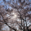 さくら夙川