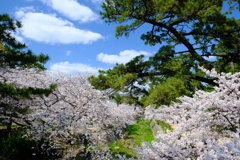 桜