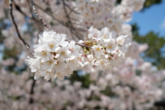 桜