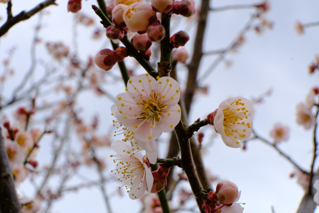 梅の花