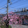 生田川公園