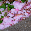 さくら夙川