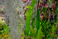 食虫植物